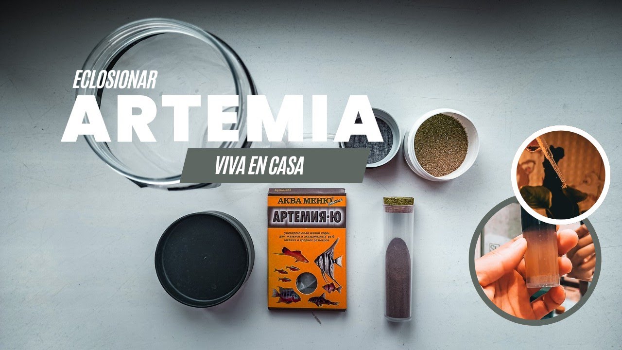 Artemia viva ¿Cómo eclosionar artemia? #acuariofilia #acuarios #neotankbytato