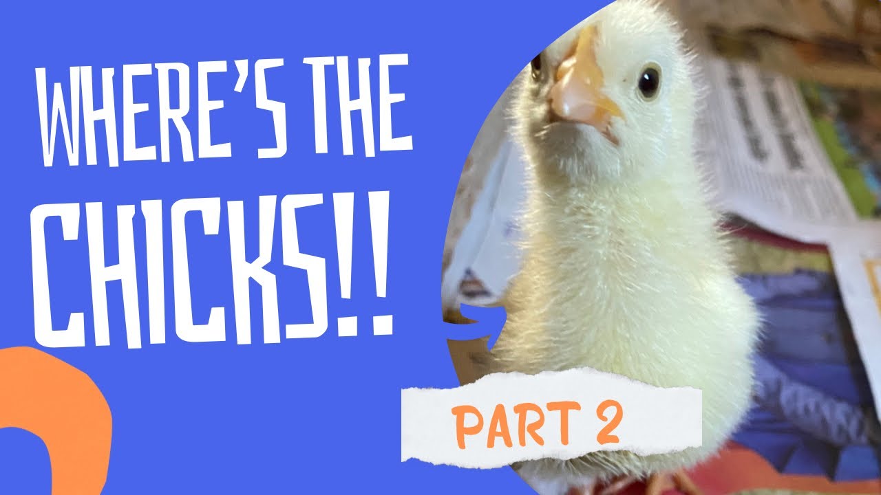 Raising chicken in Jamaica 🇯🇲 Raising goats in Jamaica Planting