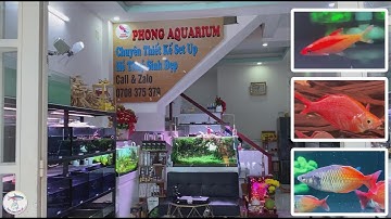 Tham Quan Shop Cá Cảnh Quận 12 Phong Aquarium - Thủy Sinh Chia Sẻ