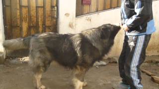 Canisa De Croitoru - Edmond De Croitoru - Ciobanesc Romanesc Carpatin