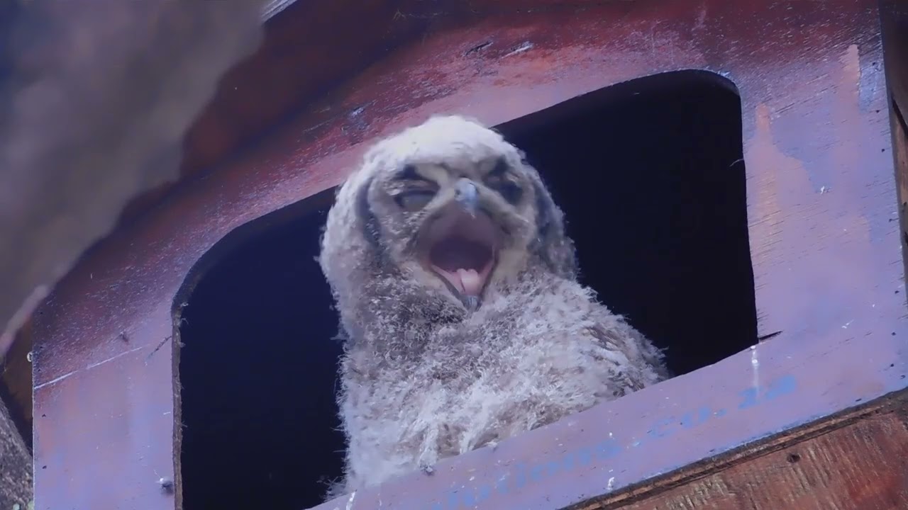 Awareness and sensory development in an African Spotted Eagle Owl owlet