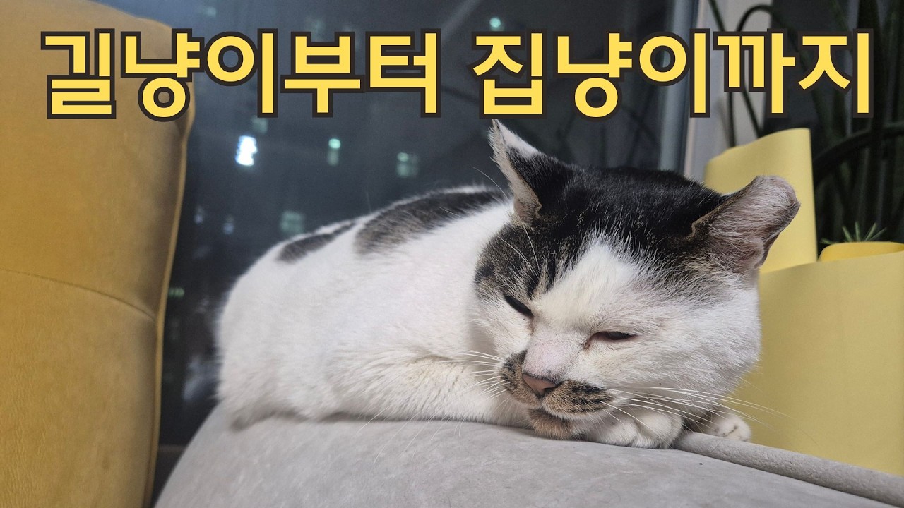길냥이, 편냥이 그리고 집냥이가 되기까지