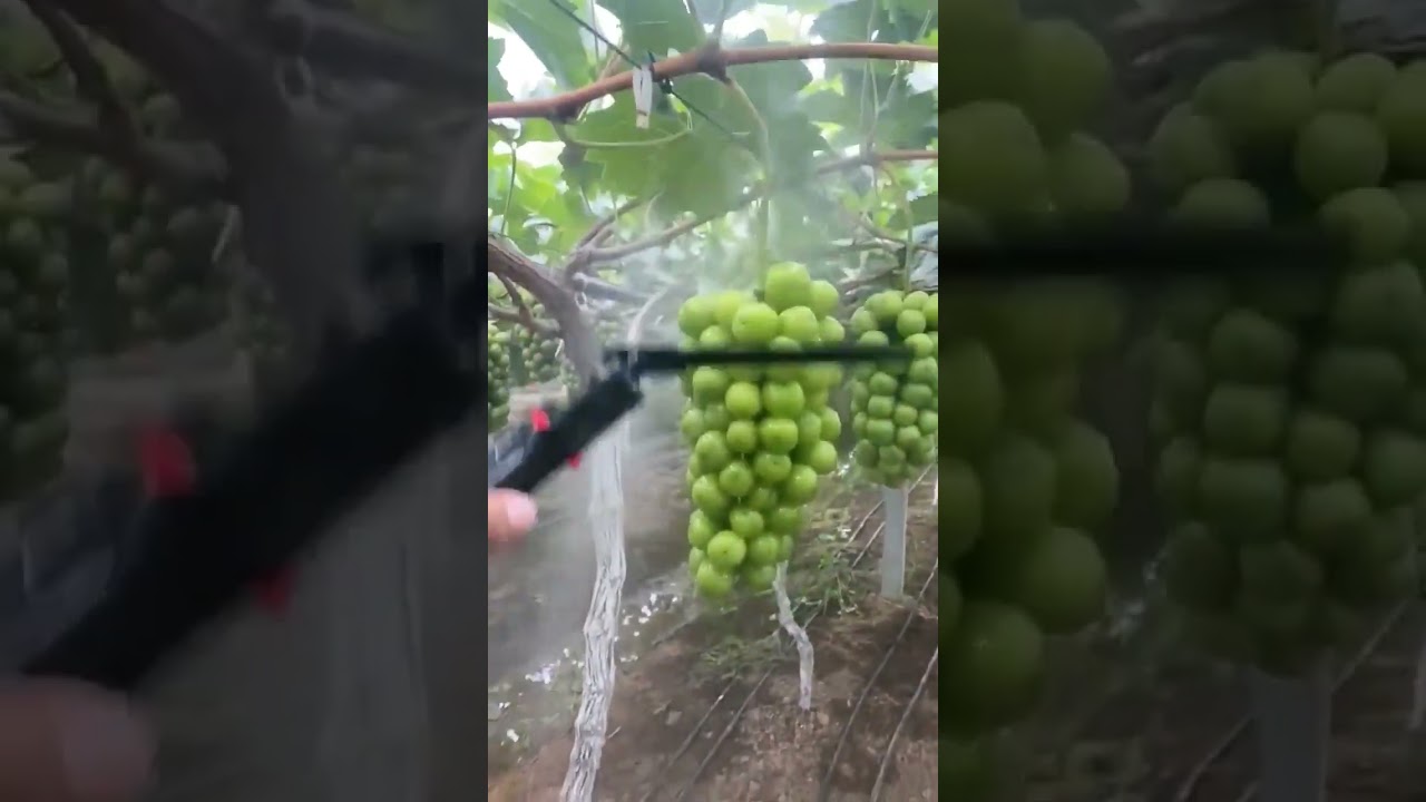 water spray on grapes 