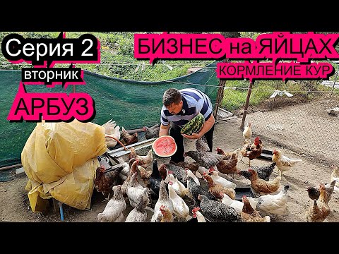 Видео: Отличное наблюдение за яйцами: куры как домашние животные