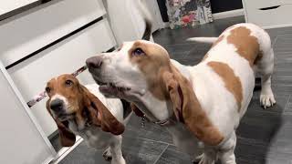 Basset hounds barking and talking back.