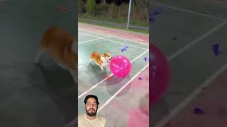 cute puppies Super funny corgi #pets#corgi #viral #automobile #corgis #funnypuppy#shortvideo