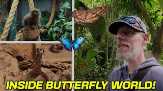 Exploring Butterfly World at Preston Park, Eaglescliffe (Meerkats, Reptiles & More!)