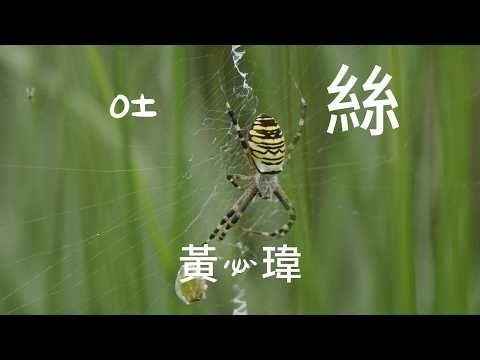 黃必瑋-吐絲『 』 #黃必瑋 #吐絲【動態歌詞/Lyrics Video】