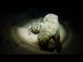 Do lionfish eat octopus?