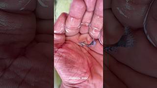 The fish 😮‍💨#guppy #fish #viral #reach #fyp