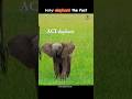 baby elephant 🦣 real fact #amazingfacts #shorts