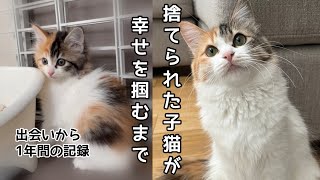 小さな捨て猫と家族になって1年が経ちました