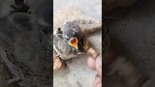 Cara Meloloh Anakan Burung Sikatan Pakai Jangkrik