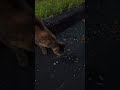 2025年7月 浜名湖の天使たち~サビ猫お母さんと家族 #大天使 #野良猫 #ネコ