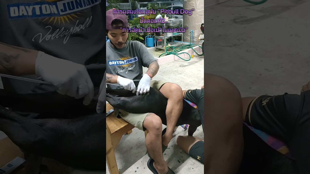ขั้นตอนการผสมเทียมสุนัข#pitbull #พิทบูล #ผสมเทียม #ผสมสุนัข
