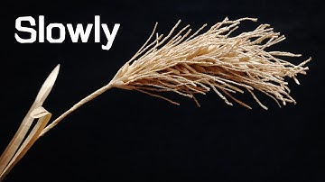 ABC TV | How To Make A Wheat Branch Paper (Slowly) - Craft Tutorial