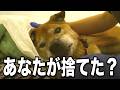 【誰が捨てた？】あなたが捨てた柴犬は17歳になりました…もう歩けなくなった今も、毎日ご飯を完食していますンジ犬舎 カーターの一日 2