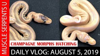 Famous BANANA CHAMPAGNE PARTY CLUTCH!  August 5, 2019 Profile