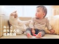 猫とずっと一緒に過ごした1歳児の1年間