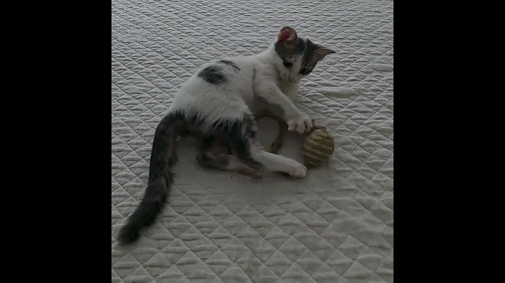 Video 11165241: kittens domestic, haired kitten, kitten adoption, rescue