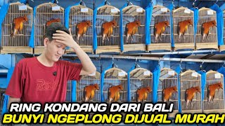 UPDATE HARGA BURUNG ANIS MERAH TROTOL MENJELANG LEBARAN DIKIOS NYX BIRD JAKARTA
