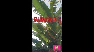 SAJADAH RINDU (2) #shorts #puisi #puisicinta