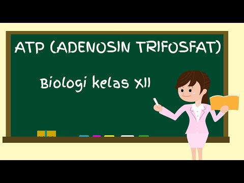 Video: Mengapakah ATP merupakan molekul penting dalam metabolisme?