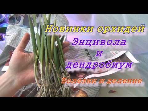Новинки орхидей: Dendrobium