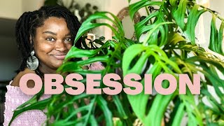 MY TOP FAVORITE HOUSEPLANTS | current favorites in my plant collection