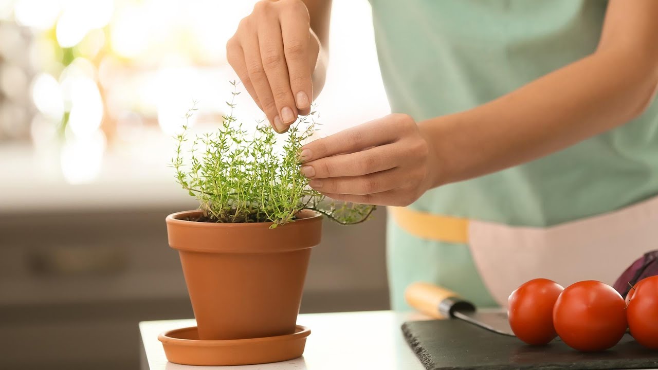 Growing Herbs For Beginners: Rachael
