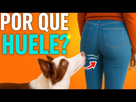 🤯 La VERDADERA razón por la que los PERROS huelen el TRASERO ¡y no es lo que piensas!