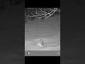 An owl and his dinner 🦉 #owl #animals #wildlife #trailcams #prey #birdsofprey