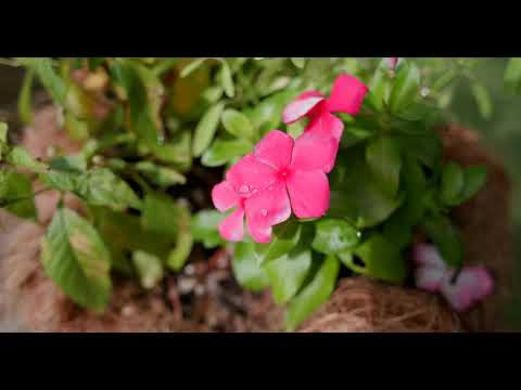 2124 Haden Street, Hoover, AL home video tour