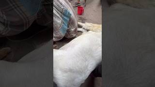 Baadal K Khur Katwa Diye