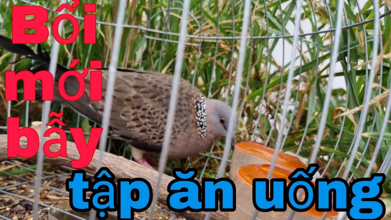 Cách Thuần Cu Bổi Ăn Uống Khi Mới Bẫy Về