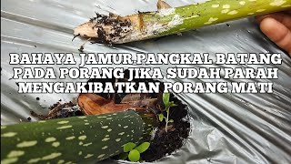 HOW TO TREAT FUNGUS ON PORANG IF IT IS SERIOUS AND CAUSES THE PORANG TO DEATH