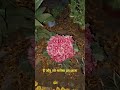 Bharosa #shortvideo #bharosa
