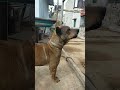 Cậu Cả Tới Nè