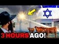 Red heifers secretly sacrificed in jerusalem