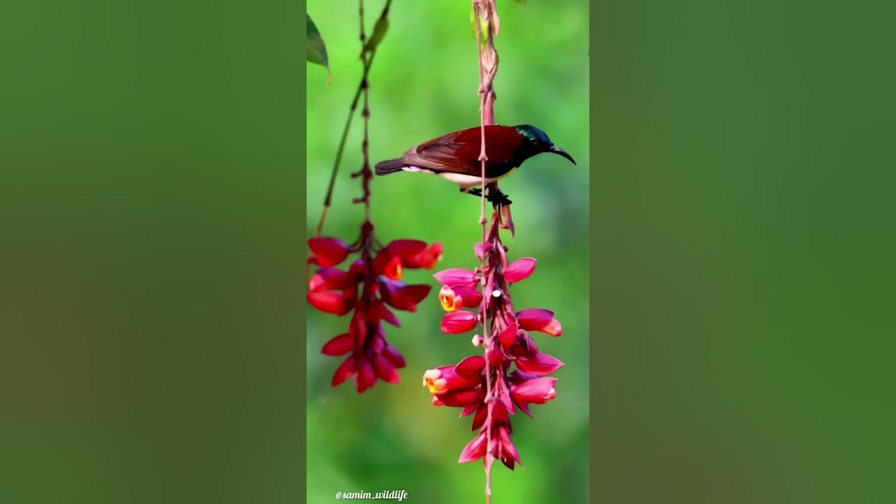 What A Beautiful bird Sipping The Juice of The Flower Looked Very what-a-beautiful-bird-sipping-the-juice-of-the-flower-looked-very