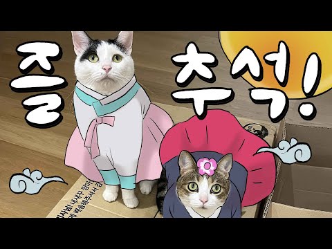 Cat Holiday Guide For A Happy Chuseok