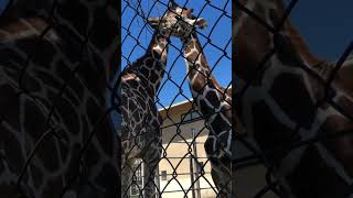 Zibra today video #kyotocityzoo #shorts