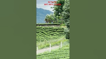 Chút giông bão ăn thua gì tới đây. #chè thái nguyên #chè la bằng #chè sạch #chè tân cương