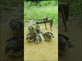 Bird Trap New Technique easy - quail trap #shortvideo #shorts