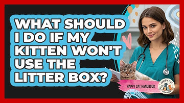What Should I Do If My Kitten Won