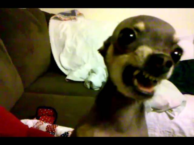 Lil Mad Chihuahua Youtube Lil Mad Chihuahua Youtube