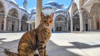 モスクで暴れる猫たちがカワイイ