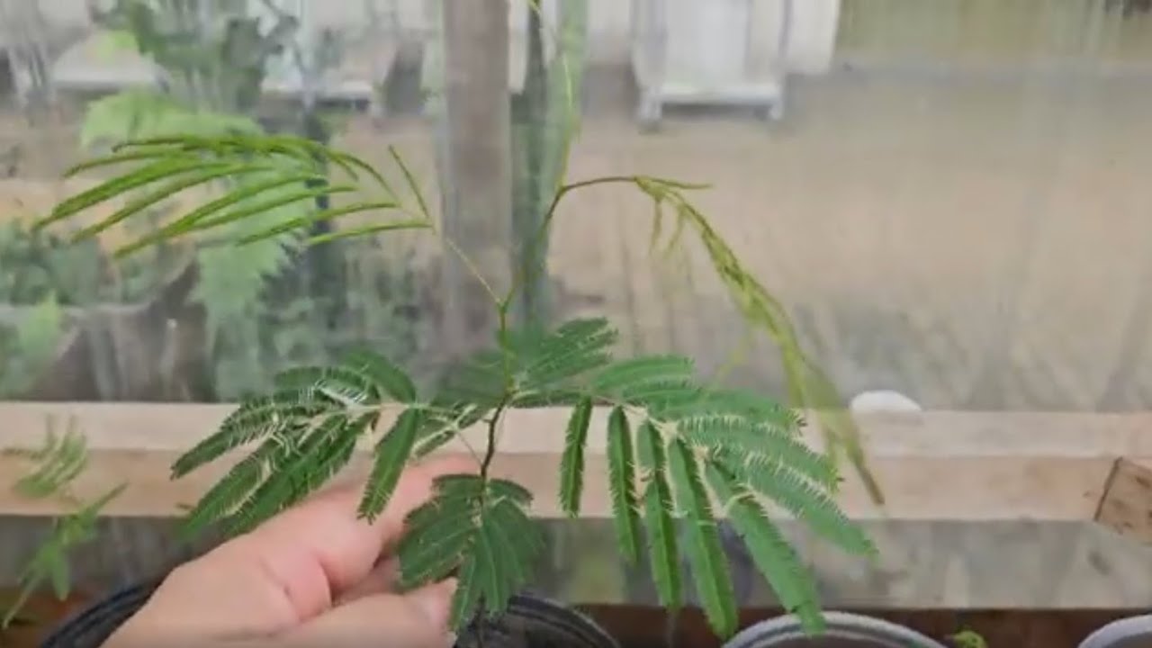 Gel de Plantio HIDROSILO GERM - ANGICO BRANCO   - Saiba germinar e fazer mudas