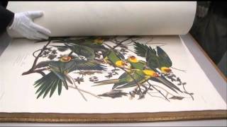 Audubon's Birds of America book