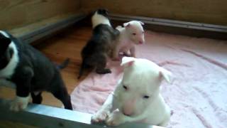 Miniature Bull Terrier Puppies Dwtb V Litter